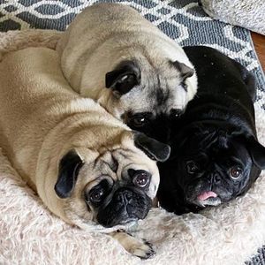 Meet your Posher, Brett